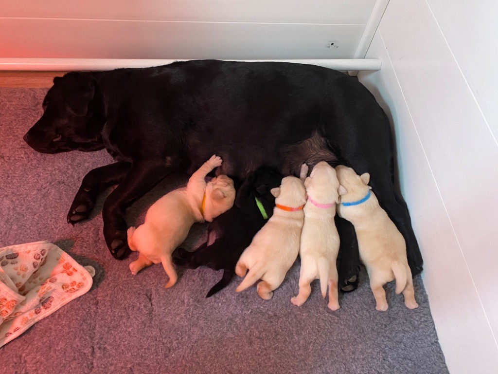 chiot Labrador Retriever Des Terres Douce Nature