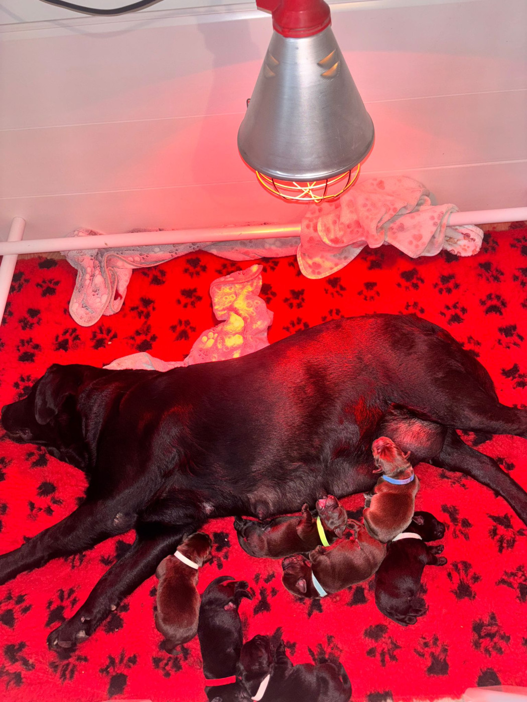 Chiot Labrador Retriever Des Terres Douce Nature