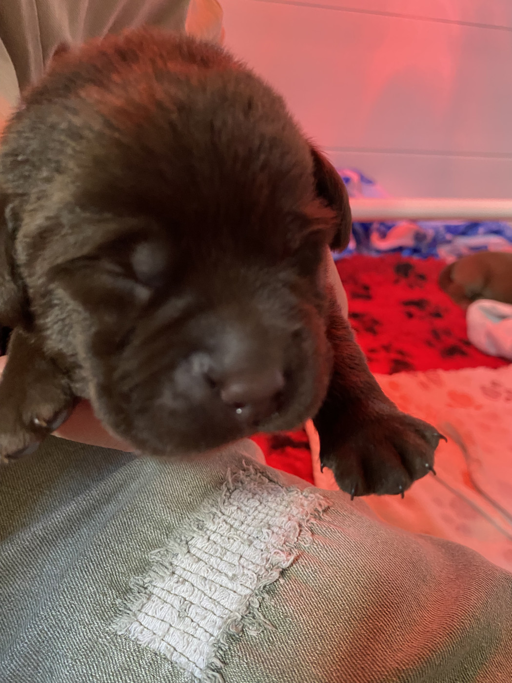 Des Terres Douce Nature - Chiots disponibles - Labrador Retriever