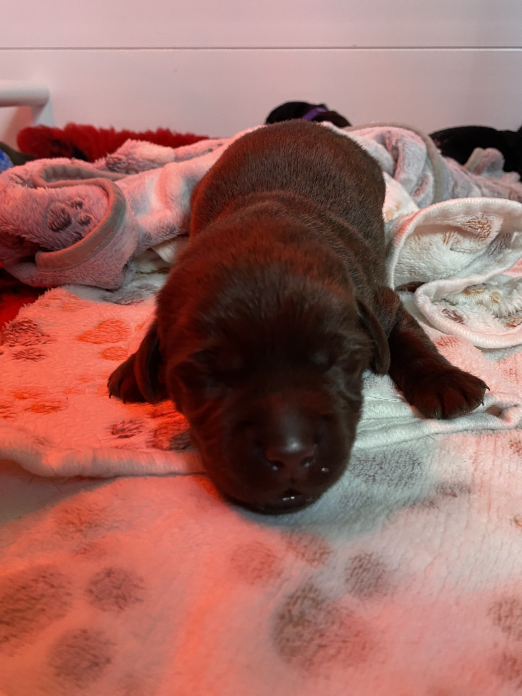 Des Terres Douce Nature - Chiots disponibles - Labrador Retriever