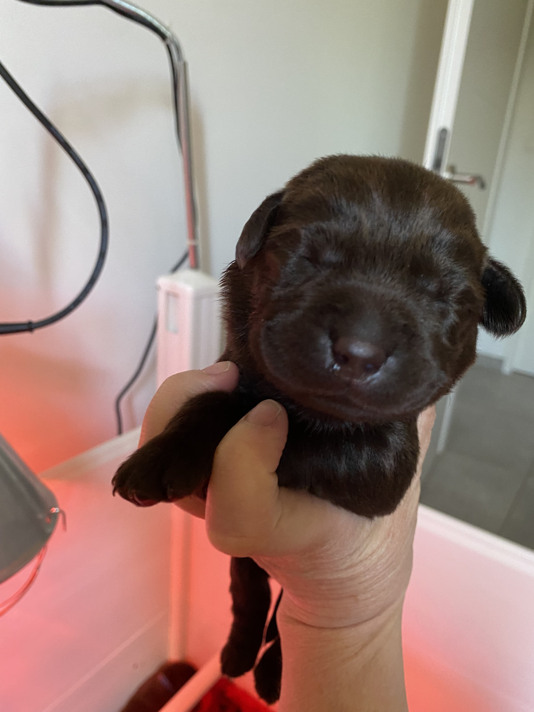 Des Terres Douce Nature - Chiots disponibles - Labrador Retriever