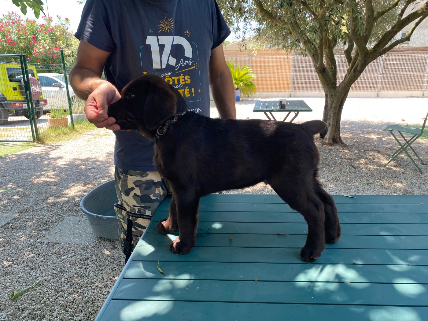 Des Terres Douce Nature - Chiots disponibles - Labrador Retriever