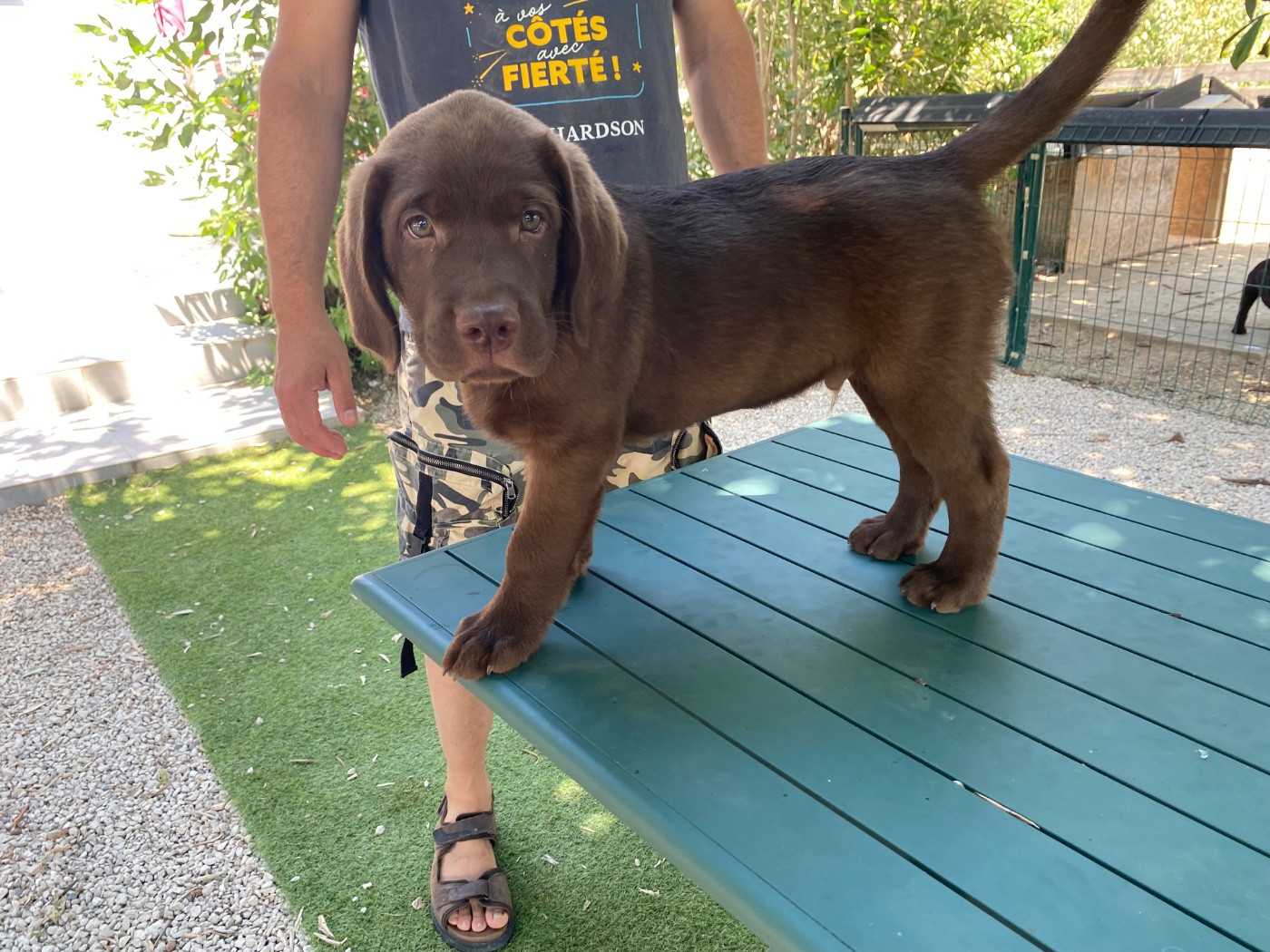 Des Terres Douce Nature - Chiots disponibles - Labrador Retriever